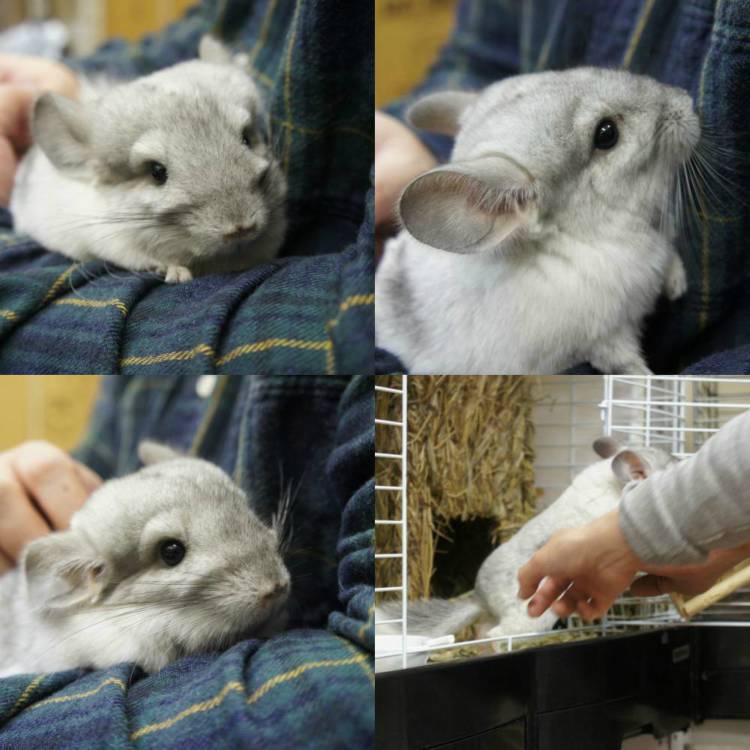 チンチラのティモと鶯谷のうさぎさんにて初めての対面 Mame夫もティモを抱っこ