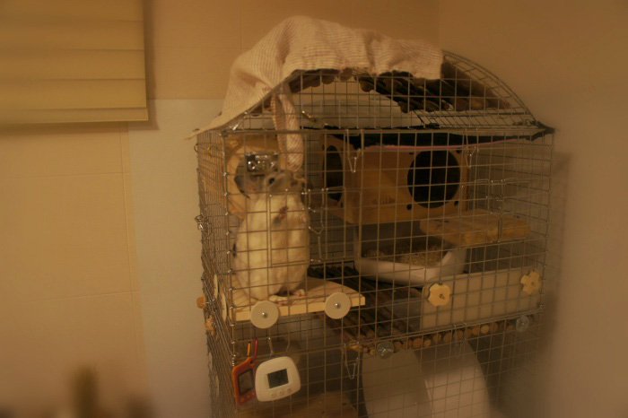 チンチラのティモ チンチラケージの屋根に被せていたカバーを引っ張っていたずら