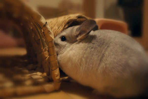 チンチラのティモ カワイ わらっこ倶楽部 バナナの南国トンネル 2ヶ月目 やや飽きてきた様子