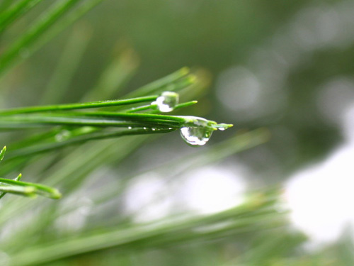 梅雨入りのイメージphoto