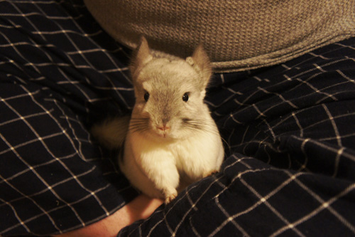 チンチラのティモ 満1歳 へやんぽタイム あぐらをかくとティモの大好きなすき間がうまれます chinchilla timo