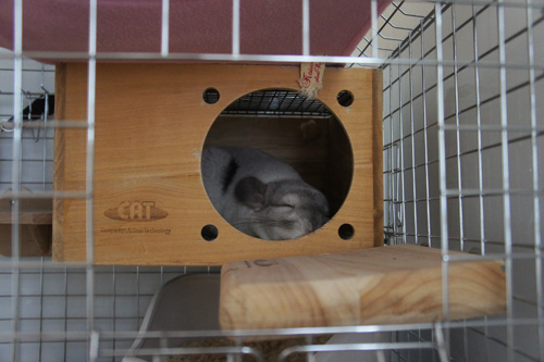 チンチラのティモ カワイ フルハウスの中でスヤスヤ chinchilla timo