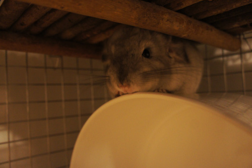 チンチラのティモ Chin World Leo Braun Exercise Wheelの上に乗るのが好き chinchilla timo