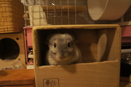 チンチラのティモの砂浴びボックス 三晃商会さんのもの chinchilla timo