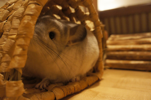 カワイ わらっこ倶楽部 バナナの南国トンネル ロング チンチラのティモが齧っている様子 chinchilla timo