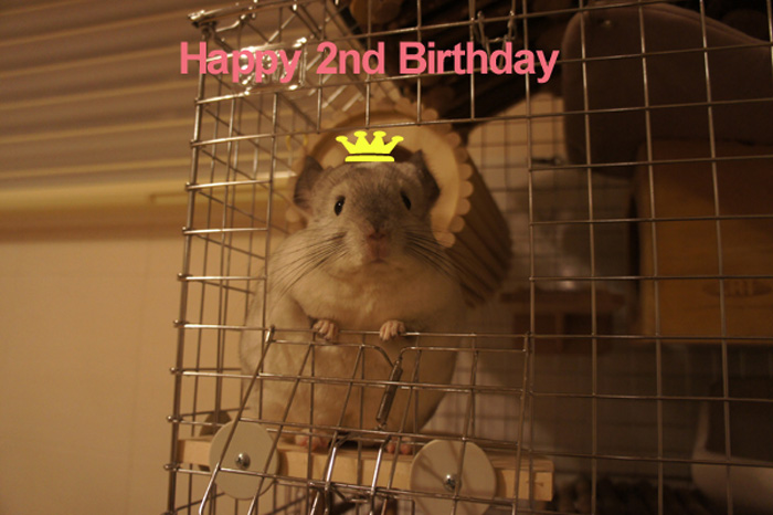 チンチラのティモ　２歳の誕生日