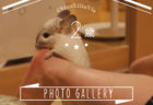CHINCHILLA 「TIMO」's PHOTO GALLERY ～ 2 years old ～