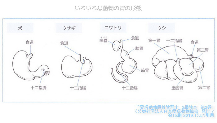 いろいろな動物の胃の形態　公益社団法人日本愛玩動物協会発行　愛玩動物飼養管理士２級教本より引用